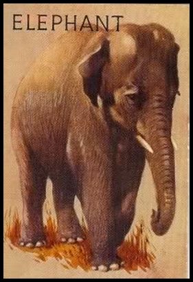 R15-1 Elephant.jpg